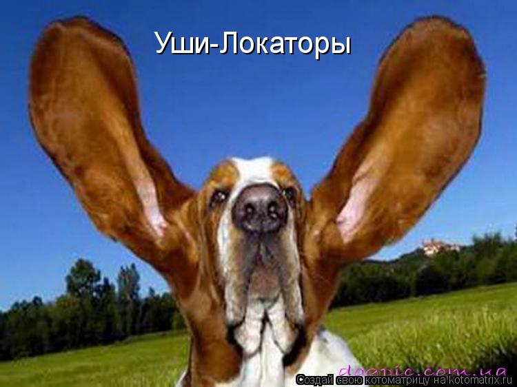 Уши-Локаторы... Котоматрица: Уши-Локаторы
