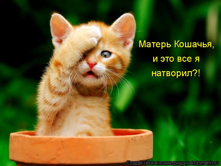 Матерь Кошачья, и это все я натворил?!... Котоматрица: Матерь Кошачья, и это все я натворил?!