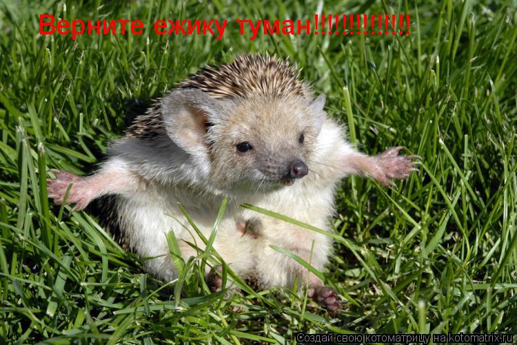 Верните ежику туман!!!!!!!!!!!!!!... Котоматрица: Верните ежику туман!!!!!!!!!!!!!!