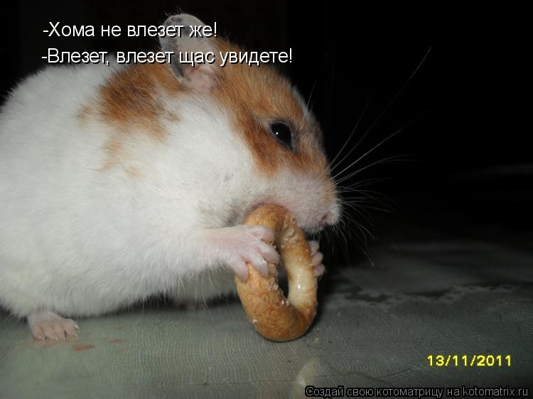 -Хома не влезет же! -Влезет, влезет щас увидете!... Котоматрица: -Хома не влезет же! -Влезет, влезет щас увидете!