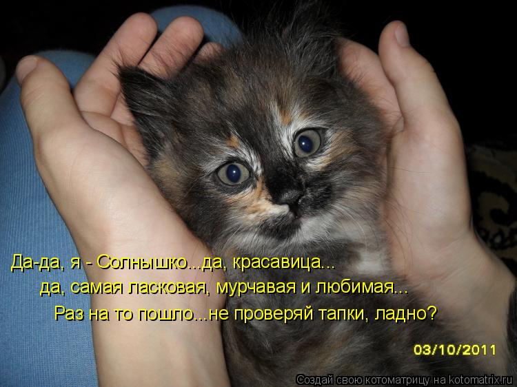 Да-да, я - Солнышко...да, красавица... да, самая ласковая, мурчавая и любимая... Раз на то пошло...не... Котоматрица: Да-да, я - Солнышко...да, красавица... да, самая ласковая, мурчавая и любимая... Раз на то пошло...не проверяй тапки, ладно?