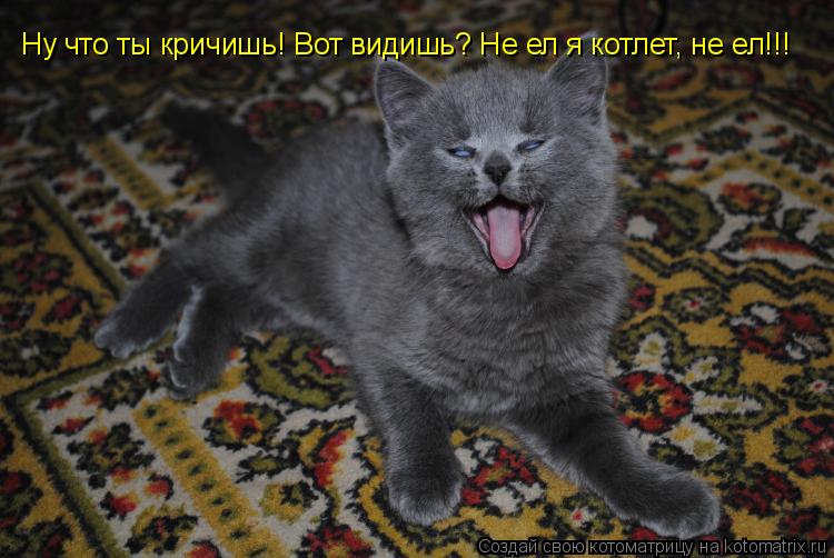 Ну что ты кричишь! Вот видишь? Не ел я котлет, не ел!!!... Котоматрица: Ну что ты кричишь! Вот видишь? Не ел я котлет, не ел!!!