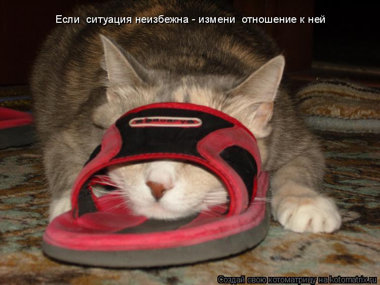 Если ситуация неизбежна - измени отношение к ней... Котоматрица: Если ситуация неизбежна - измени отношение к ней