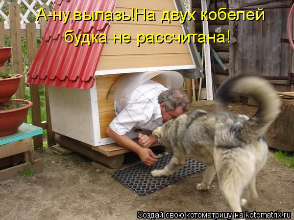 А-ну,вылазь!На двух кобелей будка не рассчитана!... Котоматрица: А-ну,вылазь!На двух кобелей будка не рассчитана!