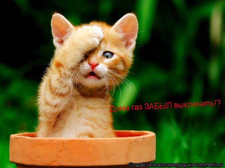 Дома газ ЗАБЫЛ выключить!?... Котоматрица: Дома газ ЗАБЫЛ выключить!?