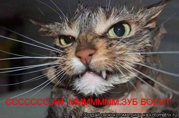 ССССССС,АЙ..МММММММ.ЗУБ БОЛИТ... Котоматрица: ССССССС,АЙ..МММММММ.ЗУБ БОЛИТ
