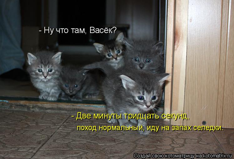 - Ну что там, Васёк? - Две минуты тридцать секунд, поход нормальный, иду на запах селедки.... Котоматрица: - Ну что там, Васёк? - Две минуты тридцать секунд, поход нормальный, иду на запах селедки.