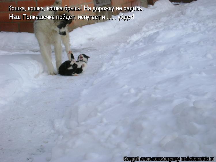 Кошка, кошка, кошка брысь! На дорожку не садись. Наш Полкашечка пойдет, испугает и ...... уйдет!... Котоматрица: Кошка, кошка, кошка брысь! На дорожку не садись. Наш Полкашечка пойдет, испугает и ...... уйдет!