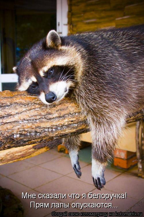 Мне сказали что я белоручка! Прям лапы опускаются...... Котоматрица: Мне сказали что я белоручка! Прям лапы опускаются...