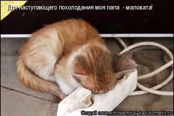 Для наступающего похолодания моя лапа - маловата!... Котоматрица: Для наступающего похолодания моя лапа - маловата!