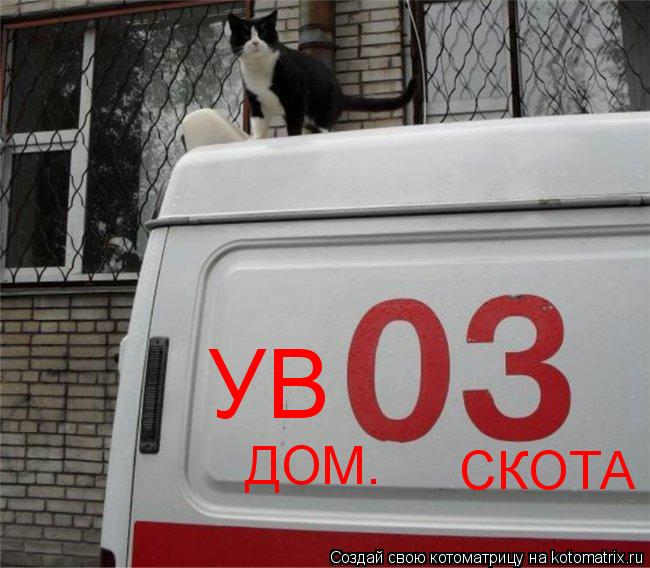 УВ СКОТА ДОМ.... Котоматрица: УВ СКОТА ДОМ.