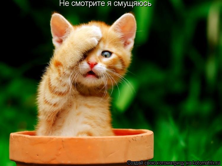 Не смотрите я смущяюсь... Котоматрица: Не смотрите я смущяюсь
