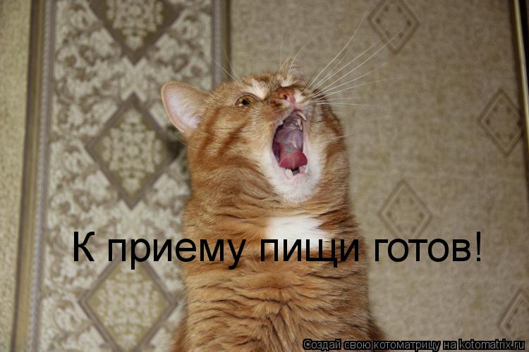К приему пищи готов!... Котоматрица: К приему пищи готов!