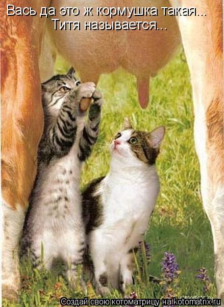 Вась да это ж кормушка такая... Титя называется...... Котоматрица: Вась да это ж кормушка такая... Титя называется...