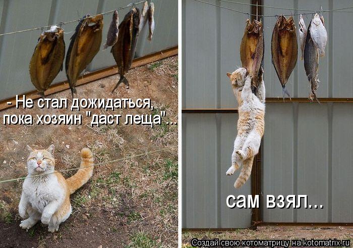 - Не стал дожидаться, пока хозяин "даст леща"... сам взял...... Котоматрица: - Не стал дожидаться, пока хозяин "даст леща"... сам взял...