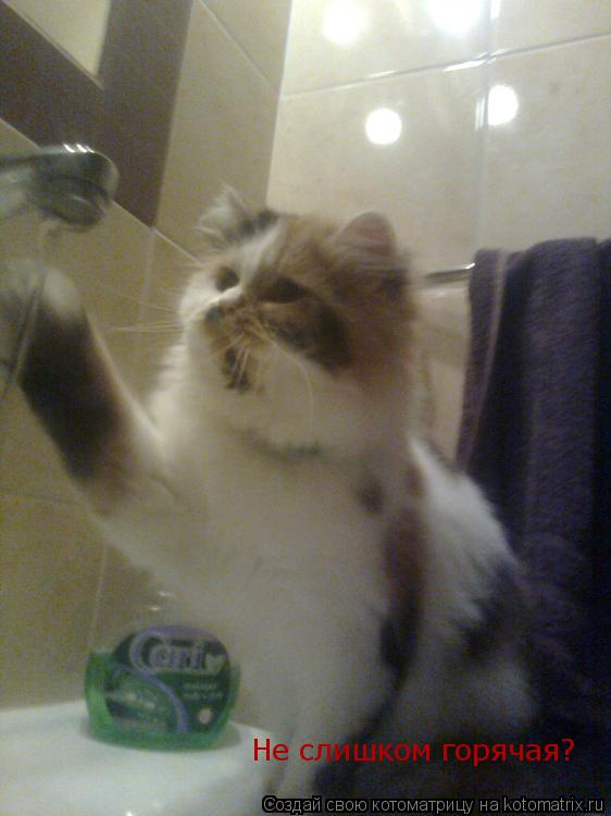 Не слишком горячая?... Котоматрица: Не слишком горячая?