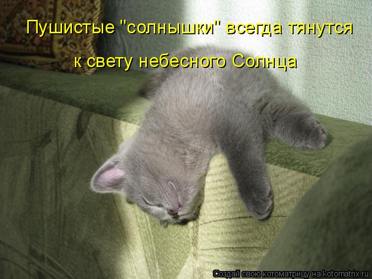 Пушистые "солнышки" всегда тянутся к свету небесного Солнца... Котоматрица: Пушистые "солнышки" всегда тянутся к свету небесного Солнца
