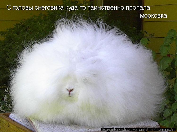 С головы снеговика куда то таинственно пропала морковка... Котоматрица: С головы снеговика куда то таинственно пропала морковка