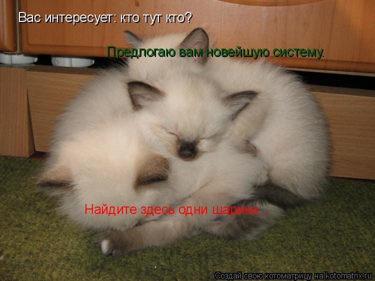 Вас интересует: кто тут кто? Предлогаю вам новейшую систему. Найдите здесь одни шарики...... Котоматрица: Вас интересует: кто тут кто? Предлогаю вам новейшую систему. Найдите здесь одни шарики...