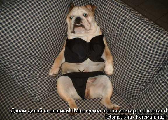 -Давай,давай шевелись!!!Мне нужна новая аватарка в контакт!... Котоматрица: -Давай,давай шевелись!!!Мне нужна новая аватарка в контакт!