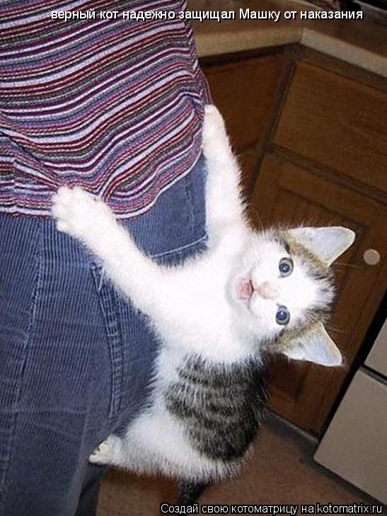 верный кот надежно защищал Машку от наказания... Котоматрица: верный кот надежно защищал Машку от наказания