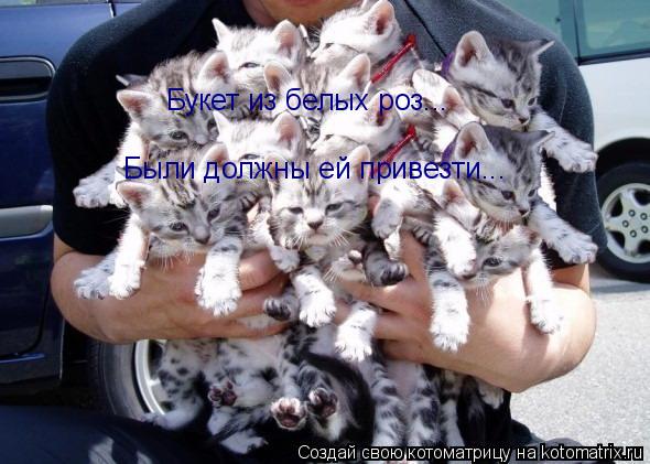 Букет из белых роз... Были должны ей привезти...... Котоматрица: Букет из белых роз... Были должны ей привезти...