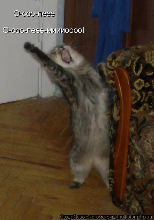 О-соо-леее О-соо-леее-миииоооо!... Котоматрица: О-соо-леее О-соо-леее-миииоооо!
