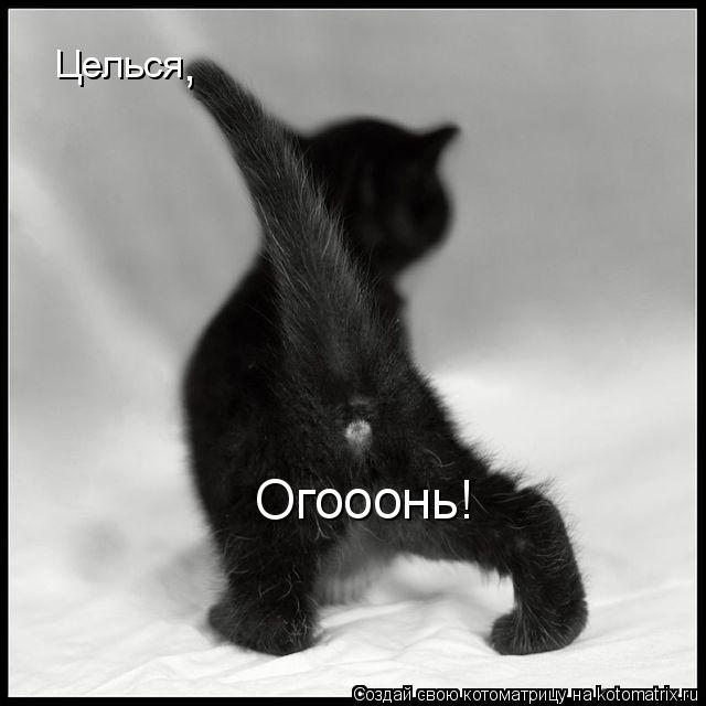 Целься Огооонь! ,... Котоматрица: Целься Огооонь! ,