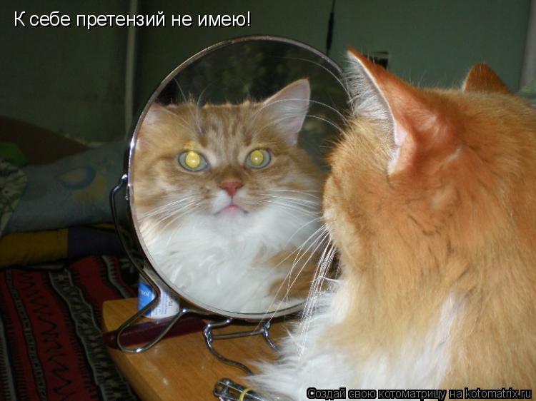 К себе претензий не имею!... Котоматрица: К себе претензий не имею!