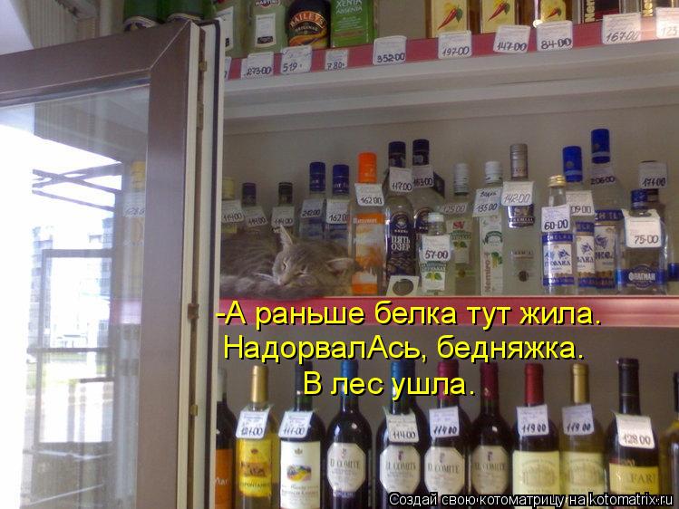 -А раньше белка тут жила. НадорвалАсь, бедняжка. В лес ушла.... Котоматрица: -А раньше белка тут жила. НадорвалАсь, бедняжка. В лес ушла.