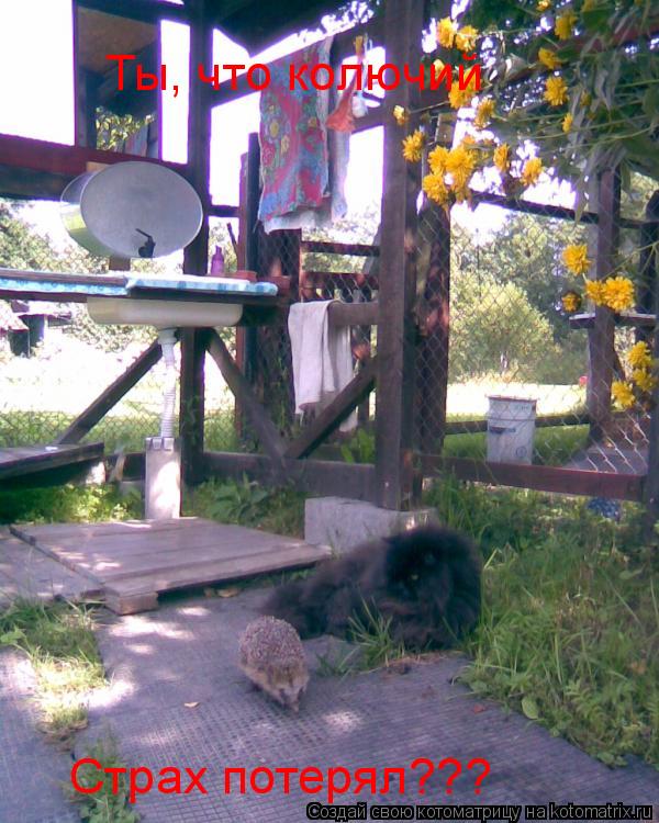 Ты, что колючий Страх потерял???... Котоматрица: Ты, что колючий Страх потерял???
