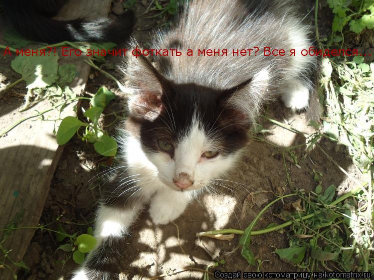 А меня?! Его значит фоткать а меня нет? Все я обиделся...... Котоматрица: А меня?! Его значит фоткать а меня нет? Все я обиделся...