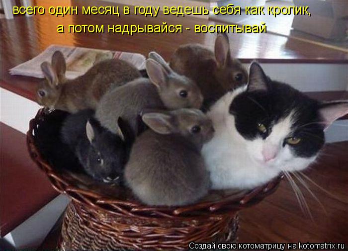 всего один месяц в году ведешь себя как кролик, а потом надрывайся - воспитывай... Котоматрица: всего один месяц в году ведешь себя как кролик, а потом надрывайся - воспитывай