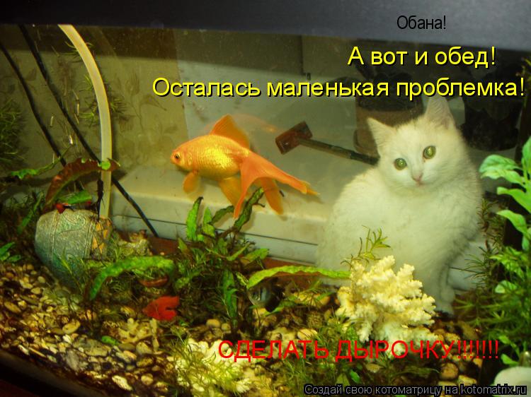 Обана! А вот и обед! Осталась маленькая проблемка! Осталась маленькая проблемка! СДЕЛАТЬ ДЫРОЧКУ!!!!!... Котоматрица: Обана! А вот и обед! Осталась маленькая проблемка! Осталась маленькая проблемка! СДЕЛАТЬ ДЫРОЧКУ!!!!!!!