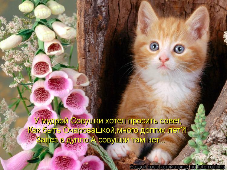 У мудрой Совушки хотел просить совет, Как быть Очаровашкой,много долгих лет?! Залез в дупло.А совушки... Котоматрица: У мудрой Совушки хотел просить совет, Как быть Очаровашкой,много долгих лет?! Залез в дупло.А совушки там нет...