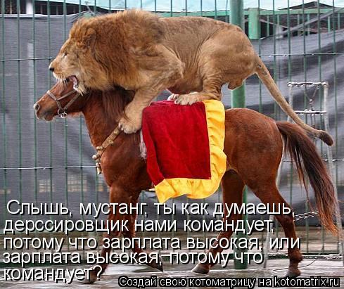 Слышь, мустанг, ты как думаешь, дерссировщик нами командует, потому что зарплата высокая, или зарпла... Котоматрица: Слышь, мустанг, ты как думаешь, дерссировщик нами командует, потому что зарплата высокая, или зарплата высокая, потому что командует?