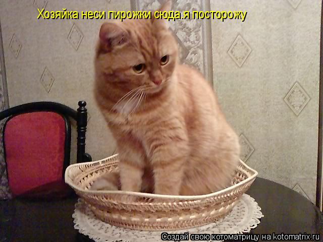 Хозяйка неси пирожки сюда.я посторожу... Котоматрица: Хозяйка неси пирожки сюда.я посторожу