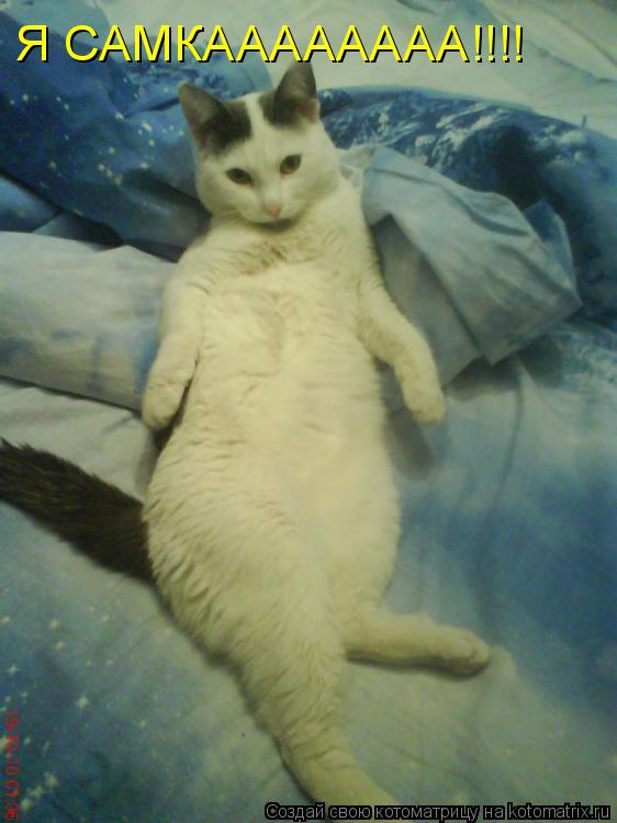 Я САМКАААААААА!!!!... Котоматрица: Я САМКАААААААА!!!!