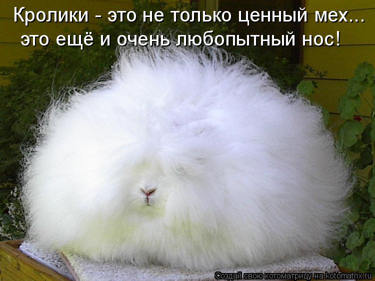 Кролики - это не только ценный мех... это ещё и очень любопытный нос!... Котоматрица: Кролики - это не только ценный мех... это ещё и очень любопытный нос!
