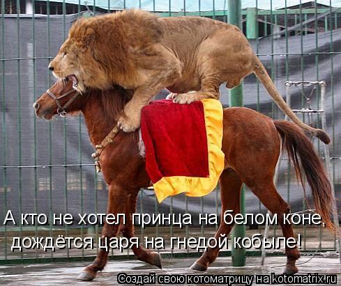 А кто не хотел принца на белом коне, дождётся царя на гнедой кобыле!... Котоматрица: А кто не хотел принца на белом коне, дождётся царя на гнедой кобыле!