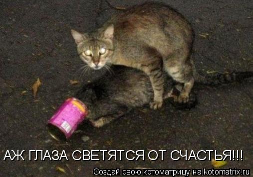 АЖ ГЛАЗА СВЕТЯТСЯ ОТ СЧАСТЬЯ!!!... Котоматрица: АЖ ГЛАЗА СВЕТЯТСЯ ОТ СЧАСТЬЯ!!!