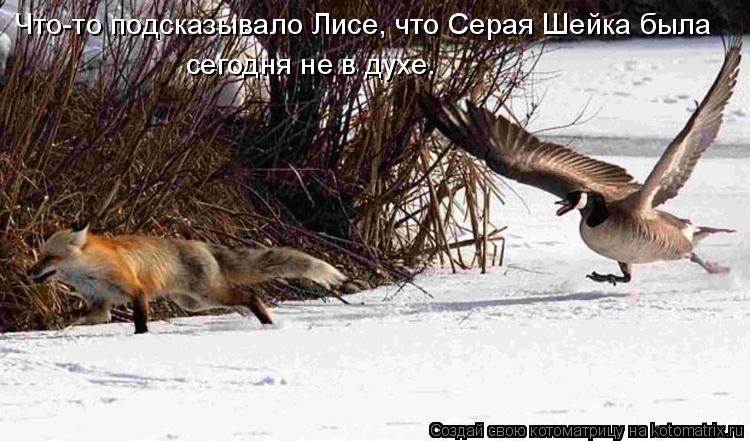 Что-то подсказывало Лисе, что Серая Шейка была сегодня не в духе.... Котоматрица: Что-то подсказывало Лисе, что Серая Шейка была сегодня не в духе.