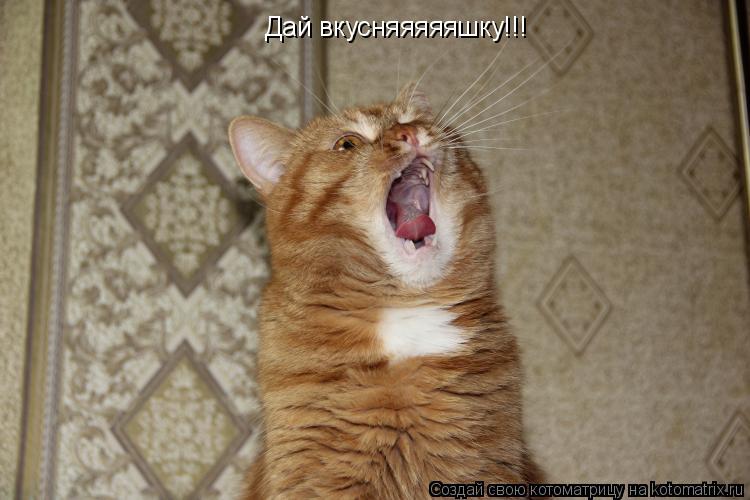 Дай вкусняяяяяшку!!!... Котоматрица: Дай вкусняяяяяшку!!!