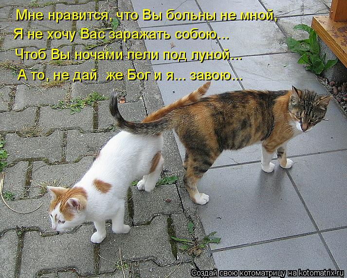 Я не хочу Вас заражать собою... Мне нравится, что Вы больны не мной, Чтоб Вы ночами пели под луной..... Котоматрица: Я не хочу Вас заражать собою... Мне нравится, что Вы больны не мной, Чтоб Вы ночами пели под луной... А то, не дай же Бог и я... завою...