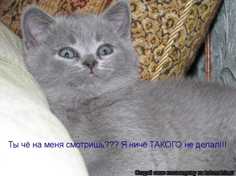 Ты чё на меня смотришь??? Я ничё ТАКОГО не делал!!!... Котоматрица: Ты чё на меня смотришь??? Я ничё ТАКОГО не делал!!!