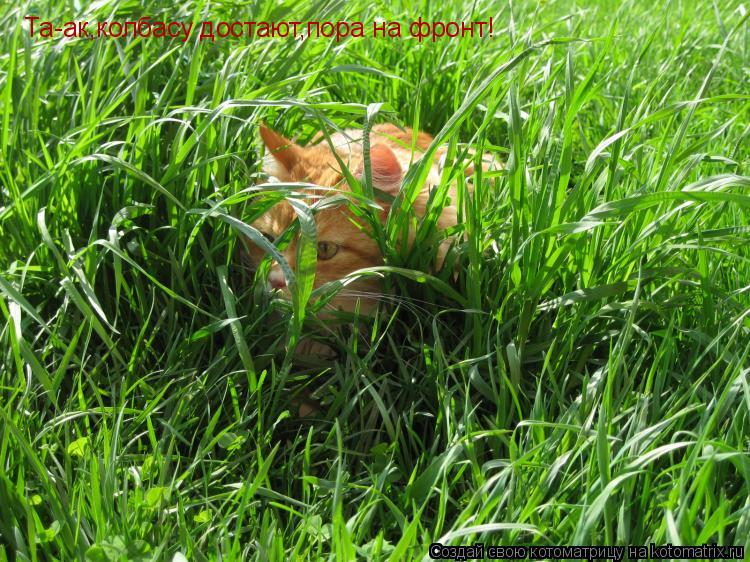 Та-ак,колбасу достают,пора на фронт!... Котоматрица: Та-ак,колбасу достают,пора на фронт!