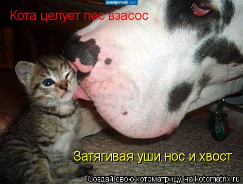 Кота целует пес взасос Затягивая уши,нос и хвост... Котоматрица: Кота целует пес взасос Затягивая уши,нос и хвост