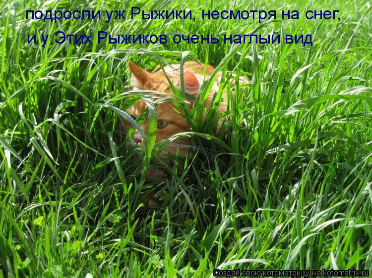 подросли уж Рыжики, несмотря на снег, и у Этих Рыжиков очень наглый вид... Котоматрица: подросли уж Рыжики, несмотря на снег, и у Этих Рыжиков очень наглый вид