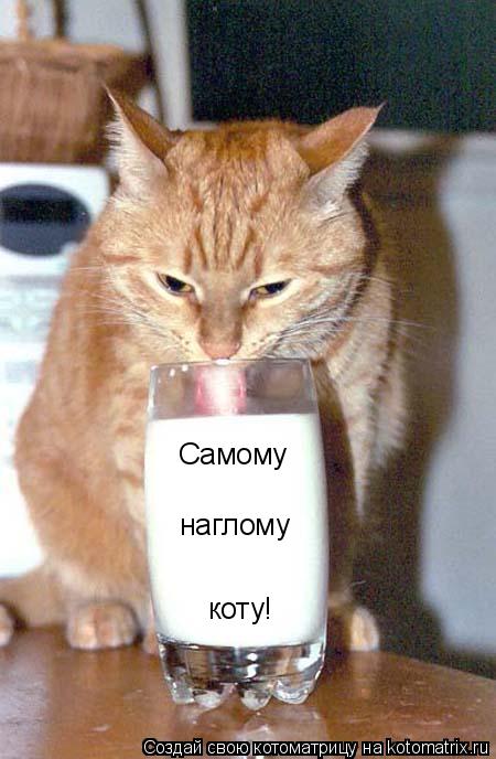 Самому наглому коту!... Котоматрица: Самому наглому коту!