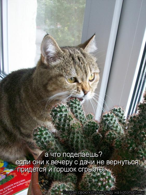 а что поделаешь? если они к вечеру с дачи не вернуться, придется и горшок сгрызть... Котоматрица: а что поделаешь? если они к вечеру с дачи не вернуться, придется и горшок сгрызть
